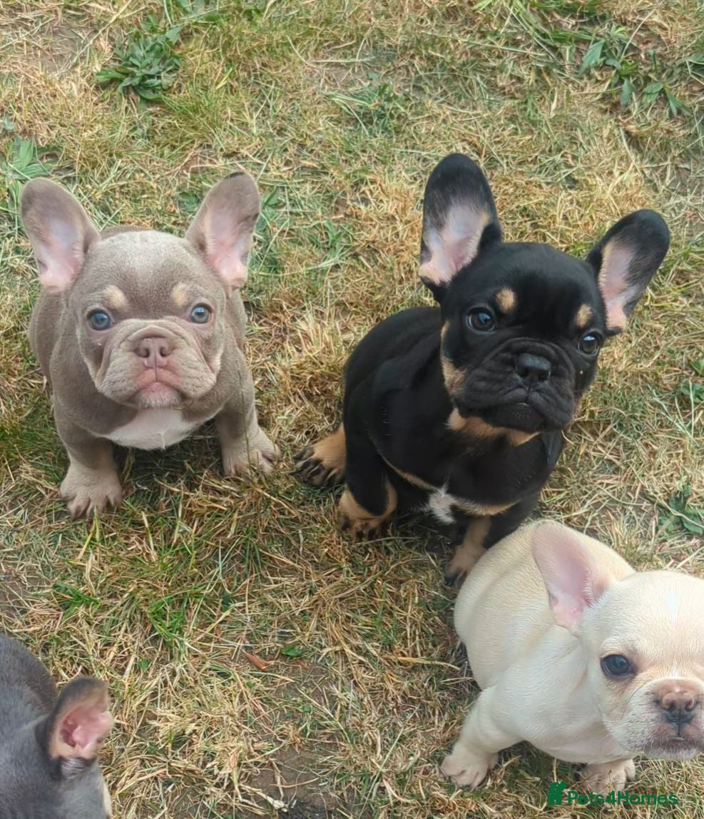 French Bulldog dogs French bulldog puppy's  - Advert 2