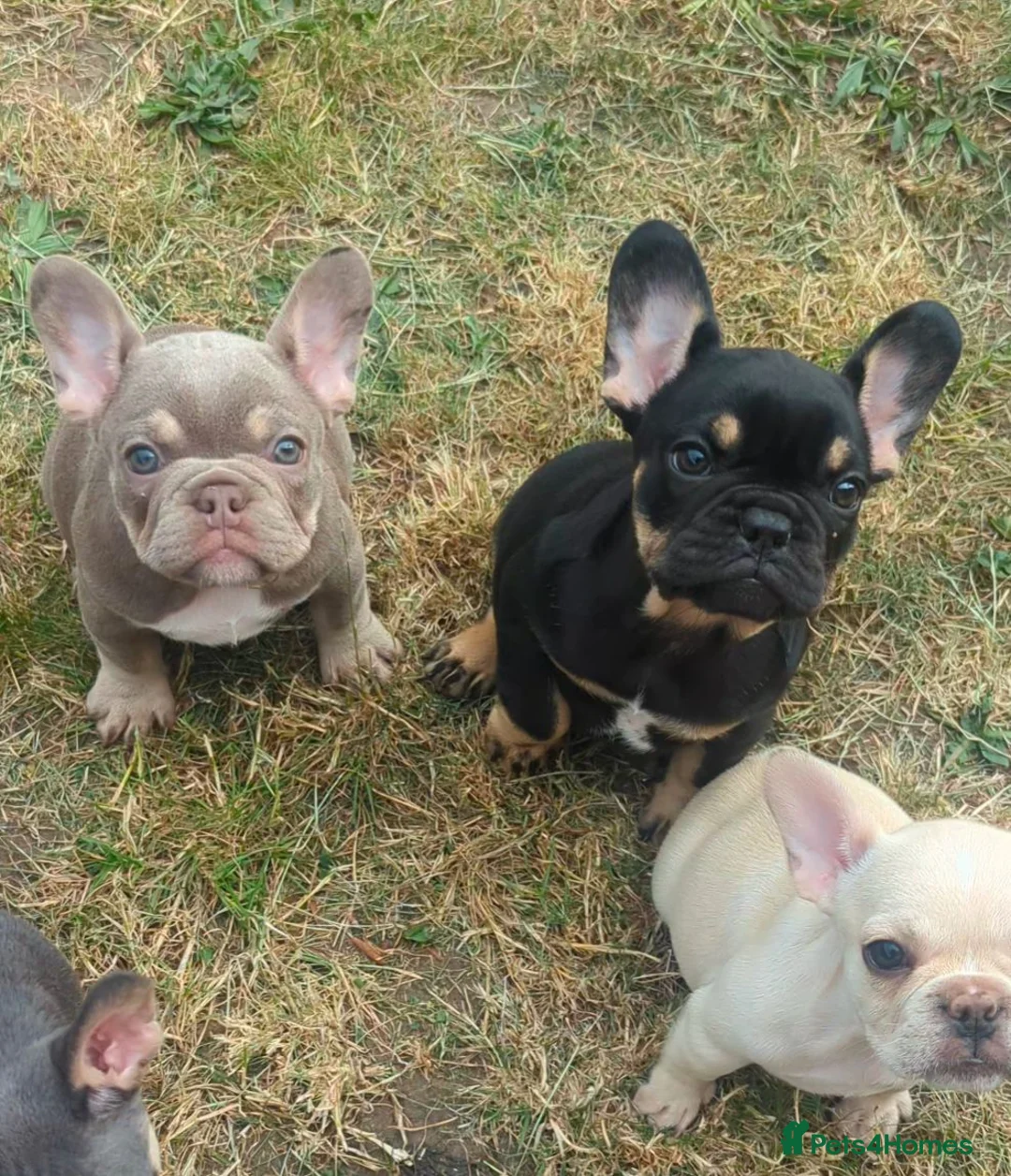 French Bulldog dogs for sale: French bulldog puppy's  - Advert 1