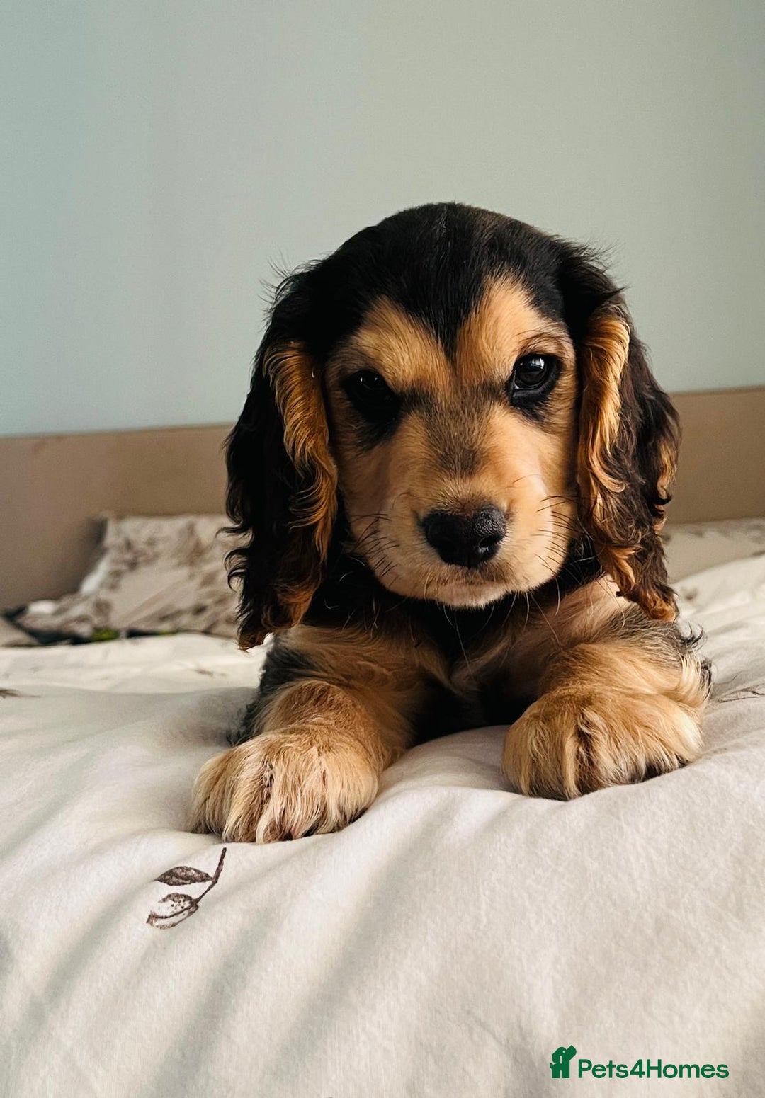 Cocker Spaniel dogs for sale: Beautiful show cocker GIRLs - Image 6