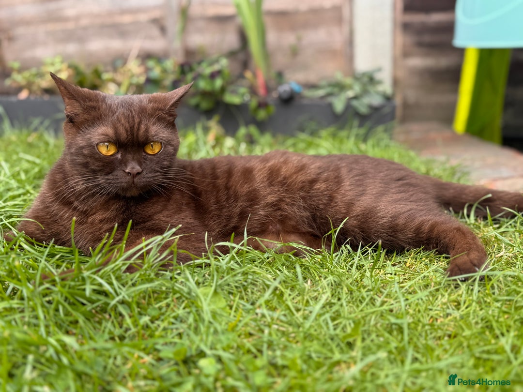 British Shorthair cats for sale: British Shorthair kittens  - Image 18