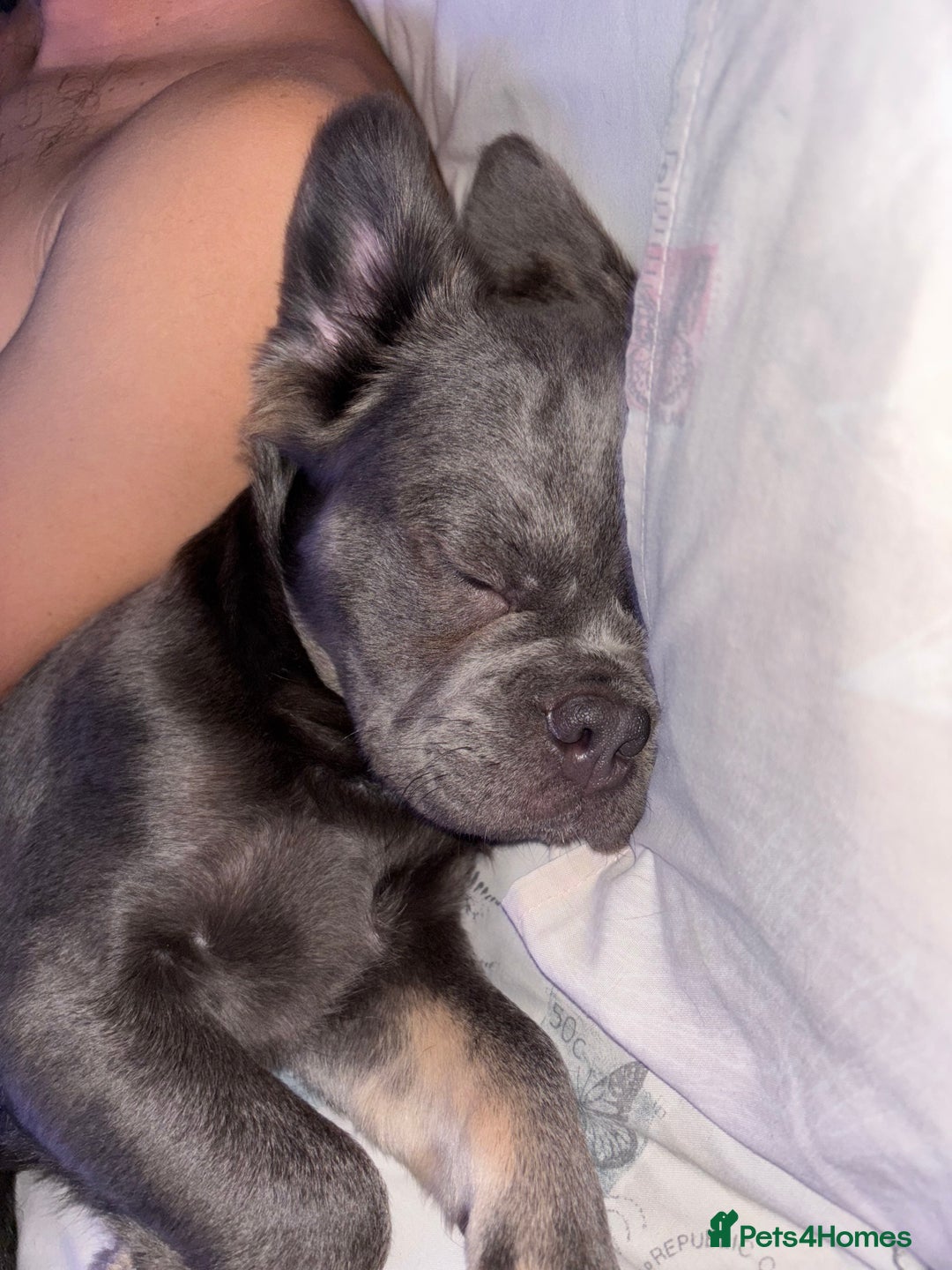 French Bulldog dogs for sale: Blue fluffy frenchie - Advert 5