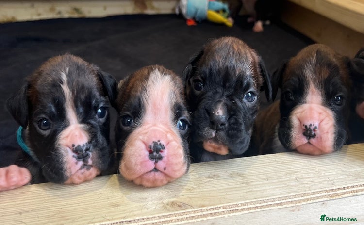 Boxer dogs - Advert 4