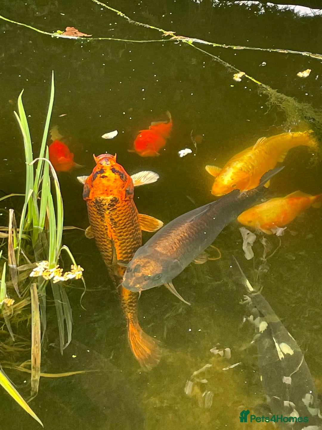 Koi Carp fish for sale: Koi Carp for Sale (rehoming due to baby and dog)  - Advert 19