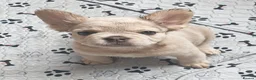 French Bulldog dogs for sale: Price reduced Fluffy French Bulldogs - Advert 7
