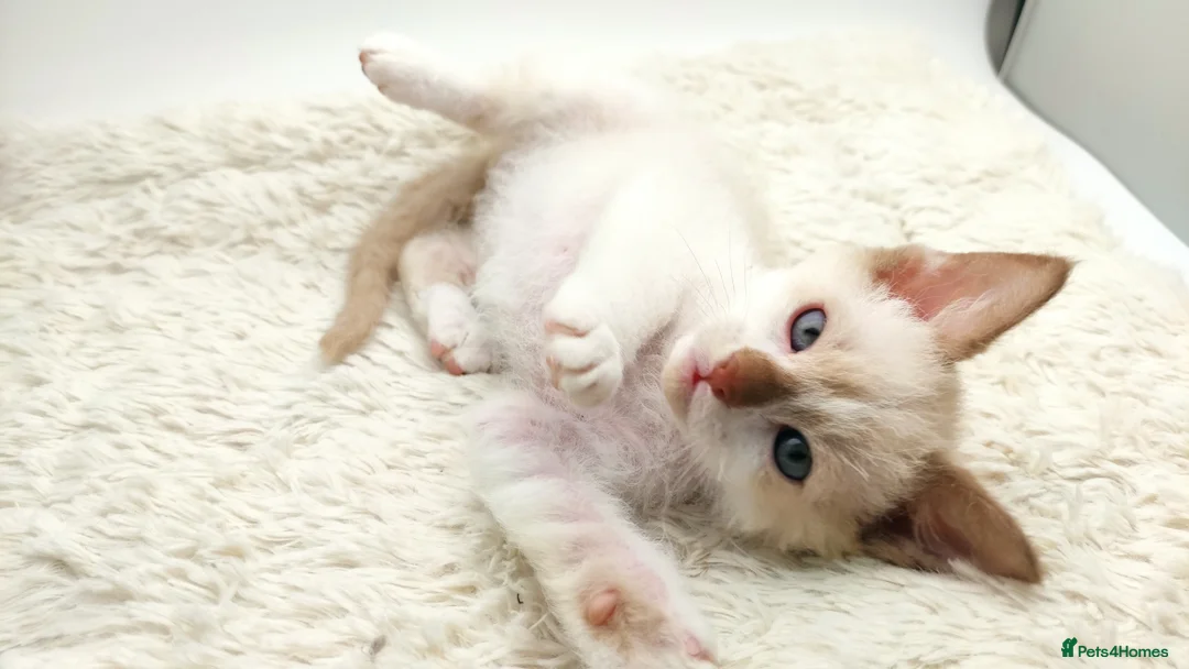 LaPerm cats for sale: Curly LaPerm kittens GCCF reg  - Advert 27