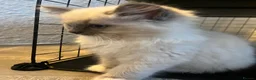 Ragdoll cats for sale: Blue Tortie Point Mitted Ragdoll Kittens - Advert 3