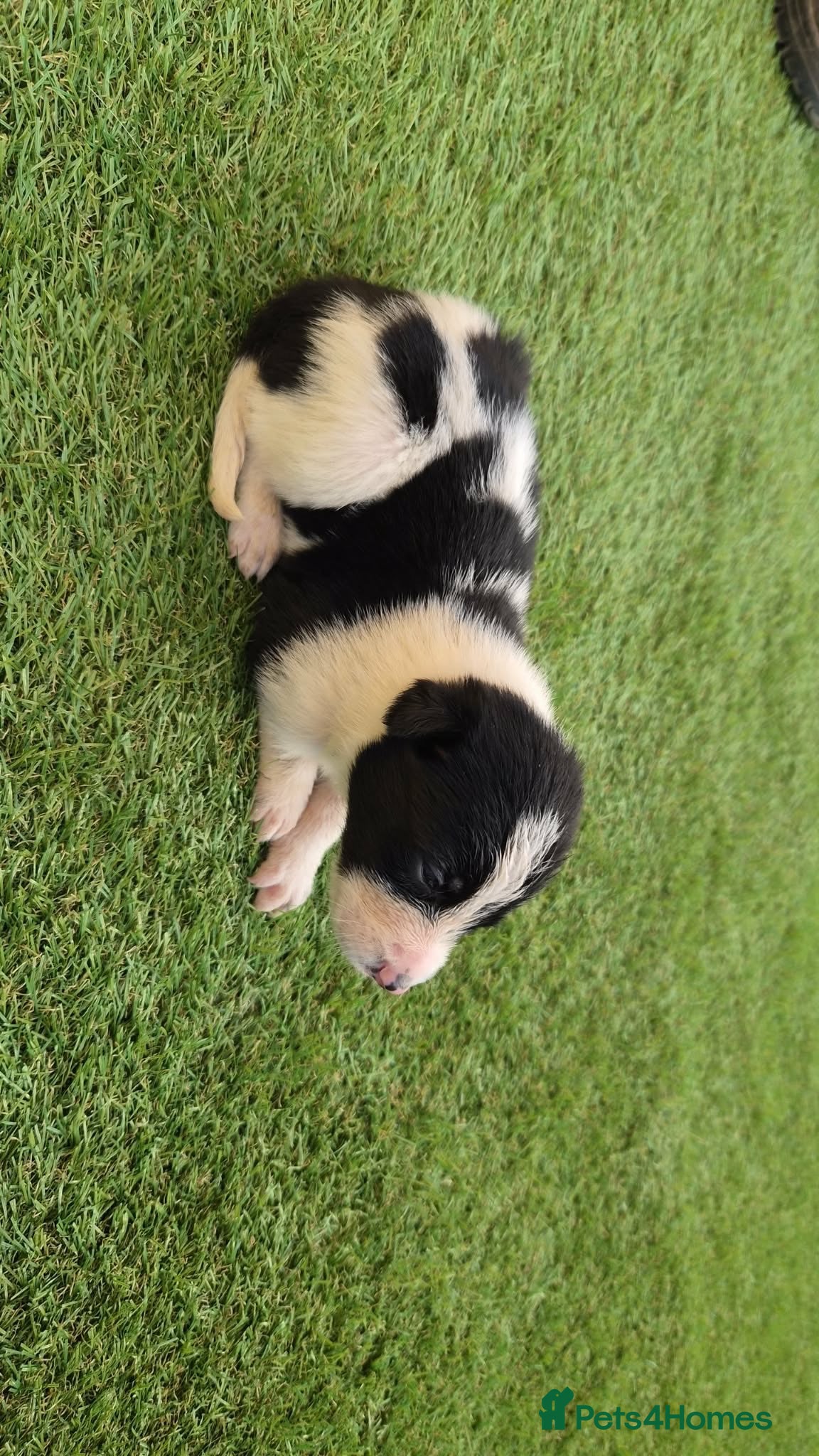 Border Collie dogs Border collie puppy’s only girls left  - Advert 7