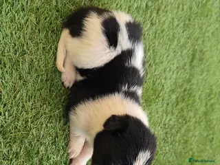 Border Collie dogs Border collie puppy’s only girls left - Advert 3
