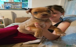 Mixed Breed dogs for sale: Pug cross bulldog - Image 3