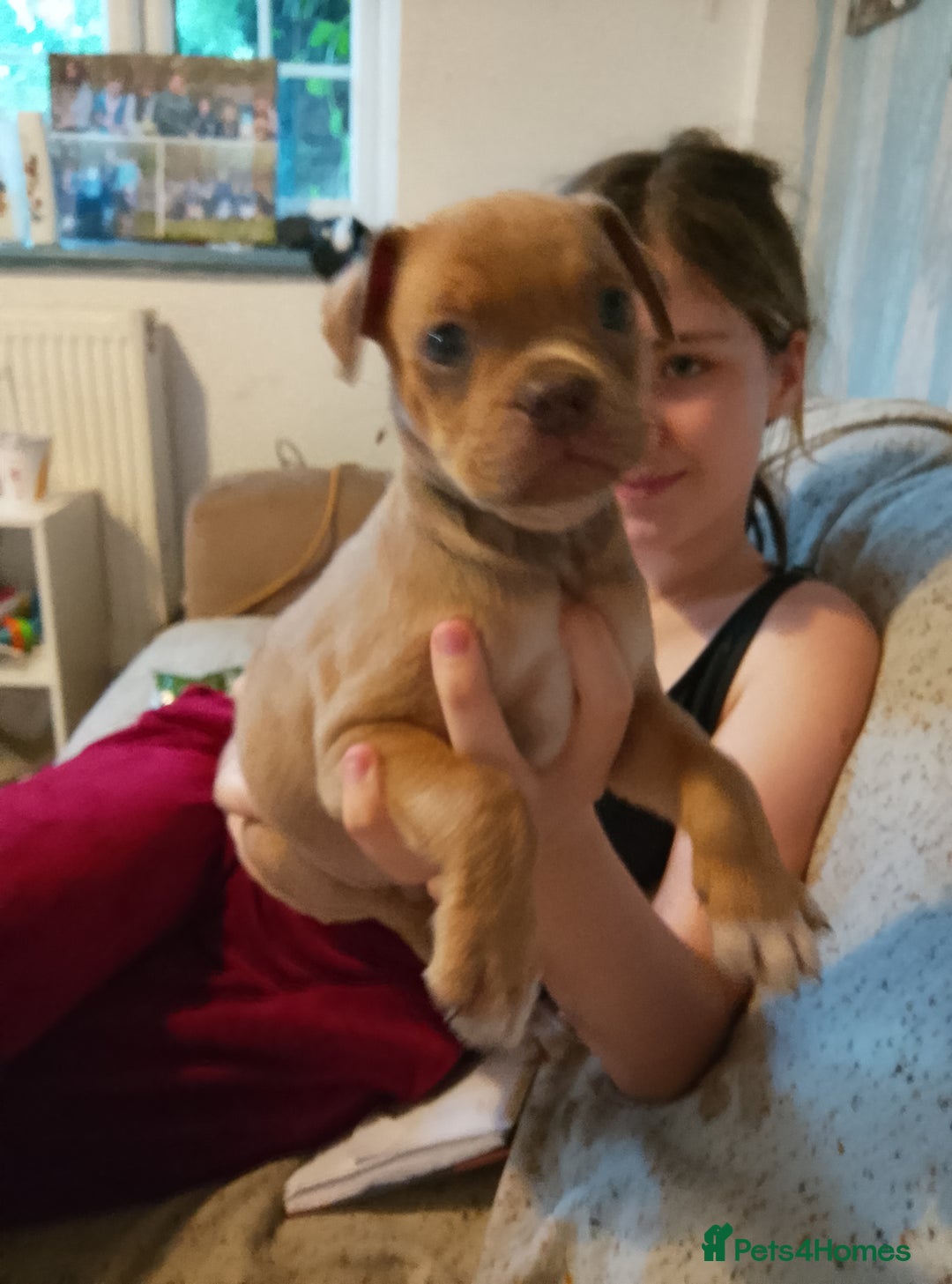 Mixed Breed dogs for sale: Pug cross bulldog - Image 3