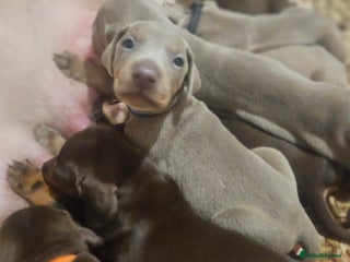 Dobermann dogs International Champ Bloodline Pups Ready 25thDEC - Advert 2