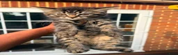 British Shorthair cats for sale: Stunning British Shorthair Kittens Ready Now! - Advert 16