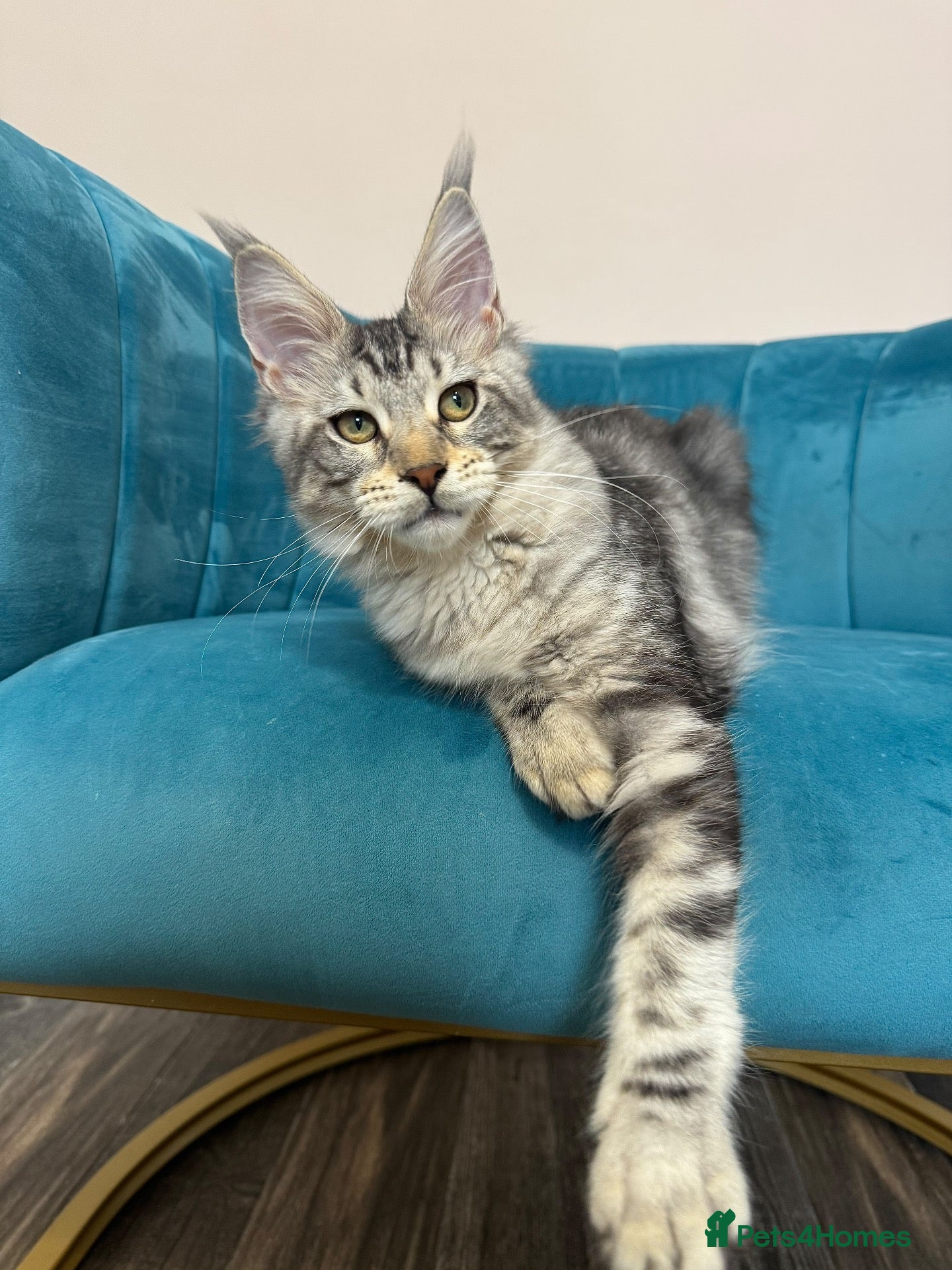 Maine Coon cats TICA Pedigree Registered Maine Coon Kittens - Advert 1
