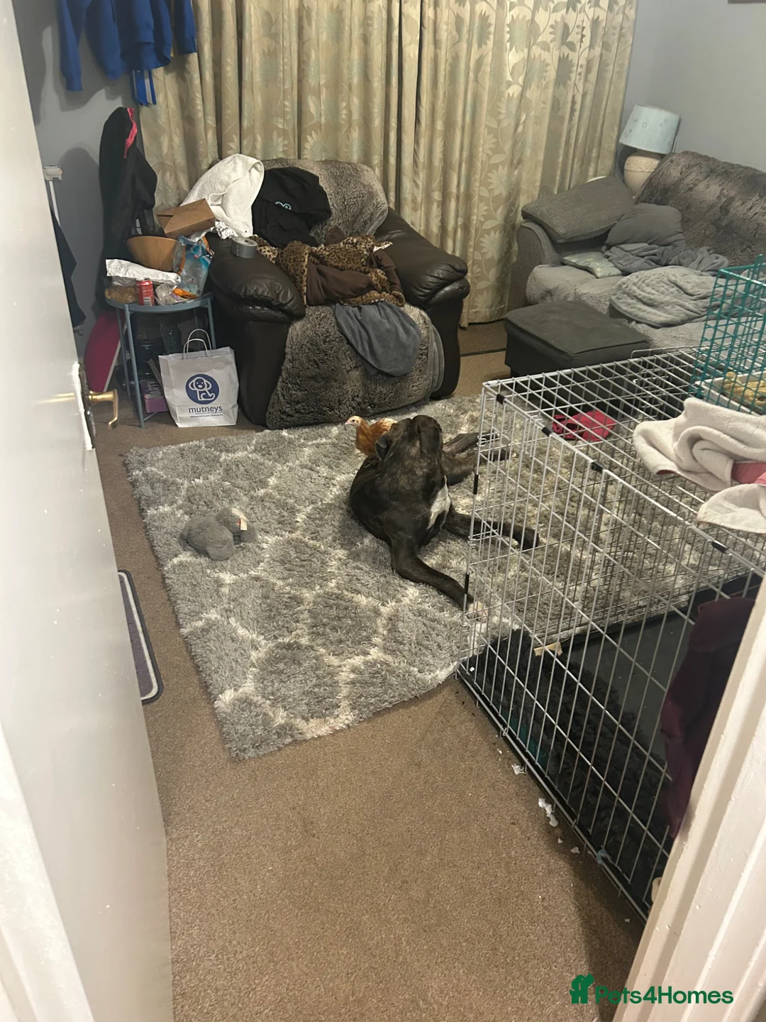 Cane Corso dogs for sale: Cane corso bitch in Milton Keynes - Advert 2