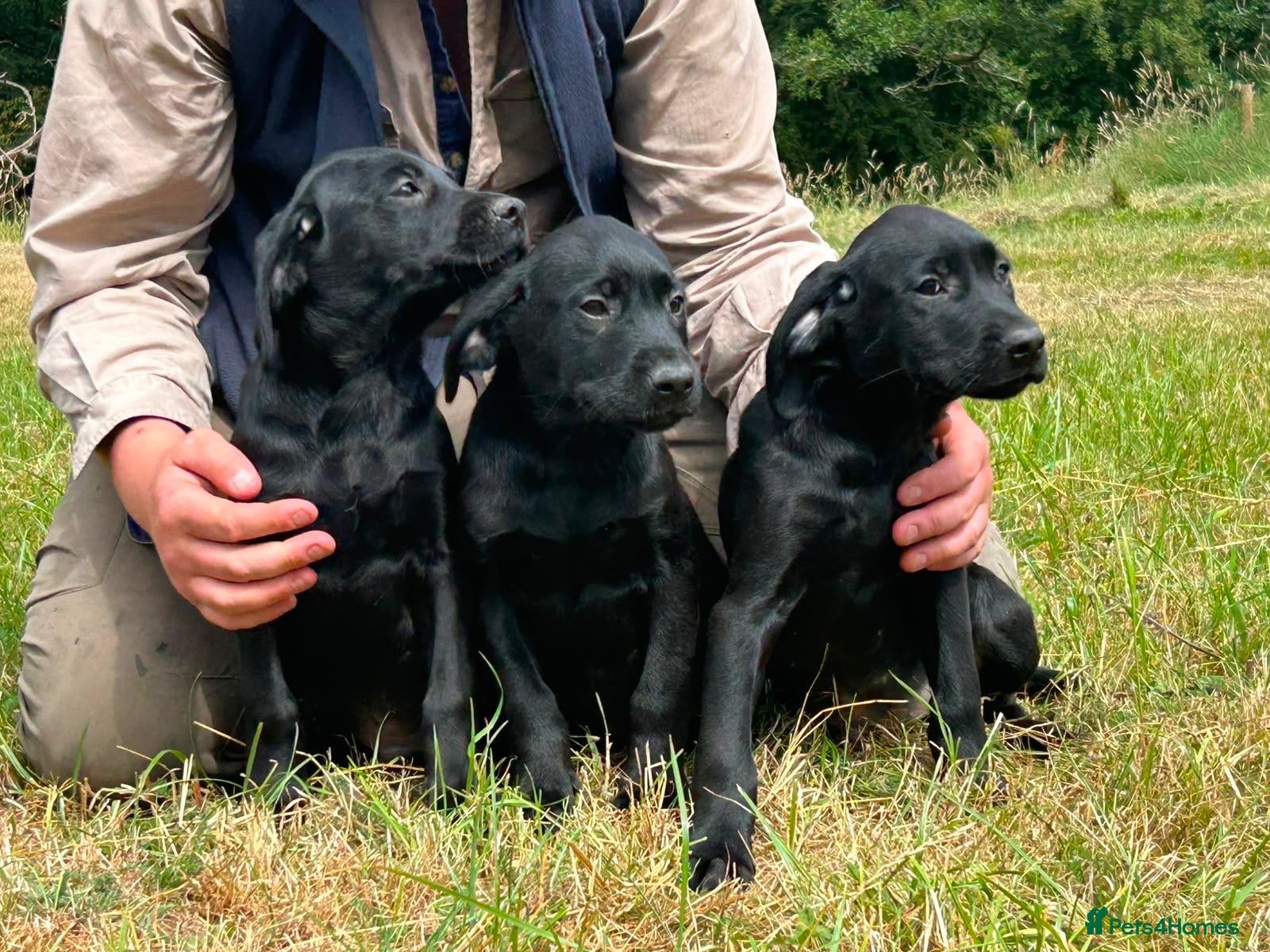 Labrador Retriever dogs Stunning KC reg pups from working parents - Advert 1