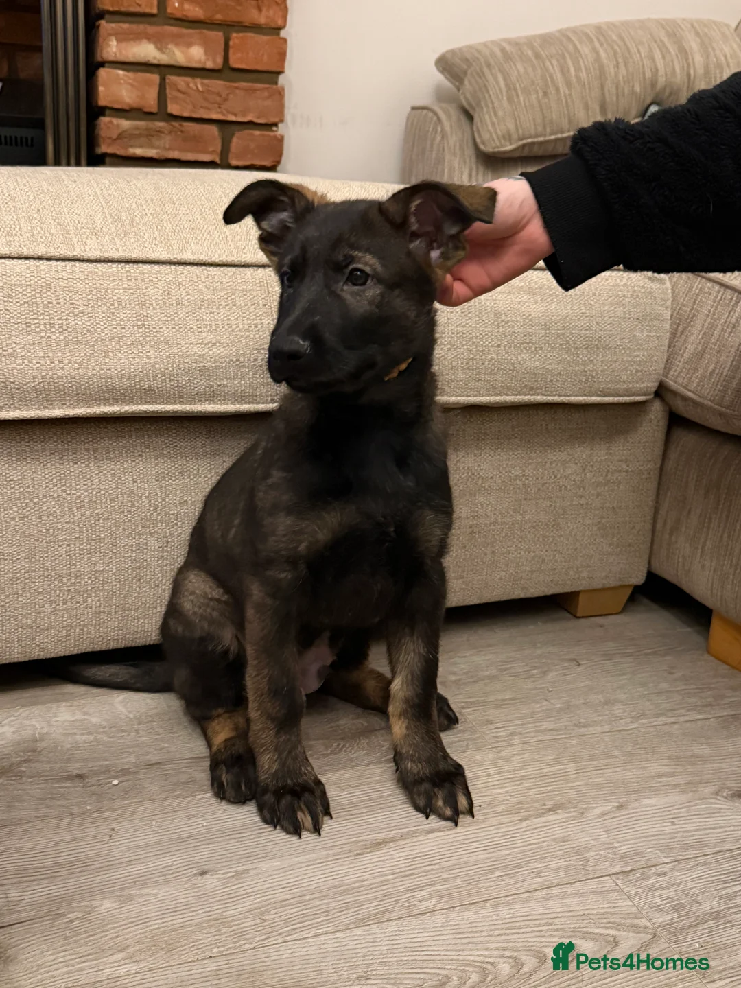 German Shepherd dogs for sale: Beautiful Working Line German Shepherd Puppies - Advert 1