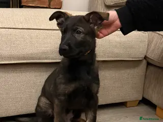 German Shepherd dogs Beautiful Working Line German Shepherd Puppies - Advert 1