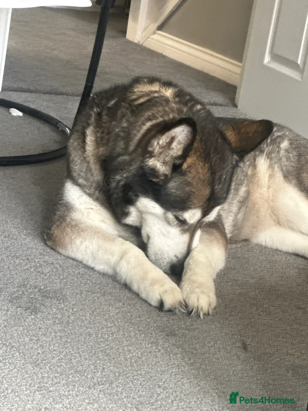 Mixed Breed dogs for sale: Alaskan malamute - Advert 4