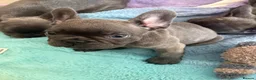 French Bulldog dogs for sale: Beautiful French bulldog puppies 1 girl remaining  - Advert 9