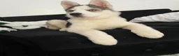 Siberian Husky dogs for sale: Siberian Husky Puppy Boy in Hastings - Advert 1