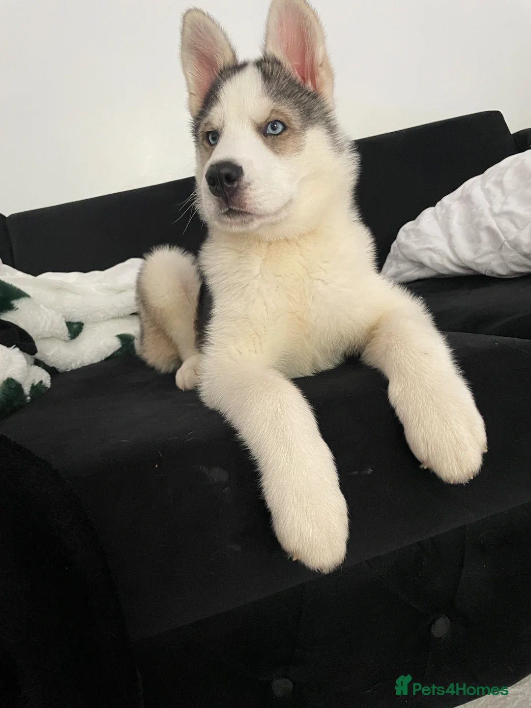Siberian Husky dogs for sale: Siberian Husky Puppy Boy in Hastings - Advert 1