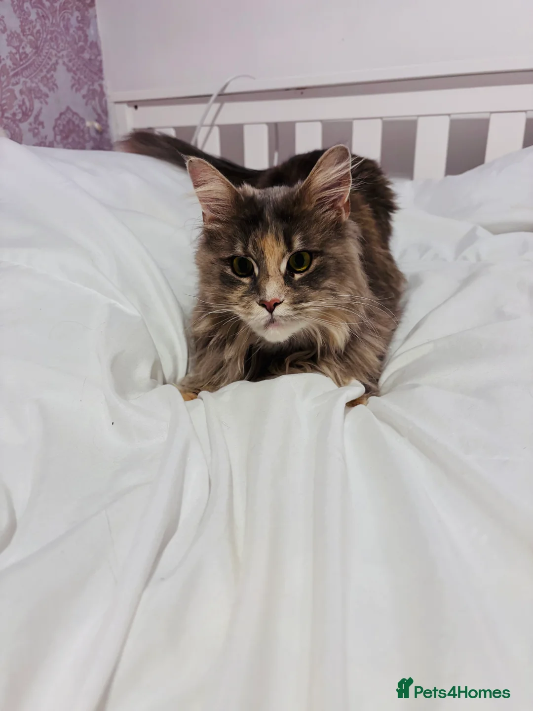 Maine Coon cats for sale: Maine Coon Female TICA Registered Pet Home Only - Advert 2