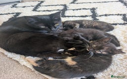 Mixed Breed cats for sale: Beautiful kittens - Image 4