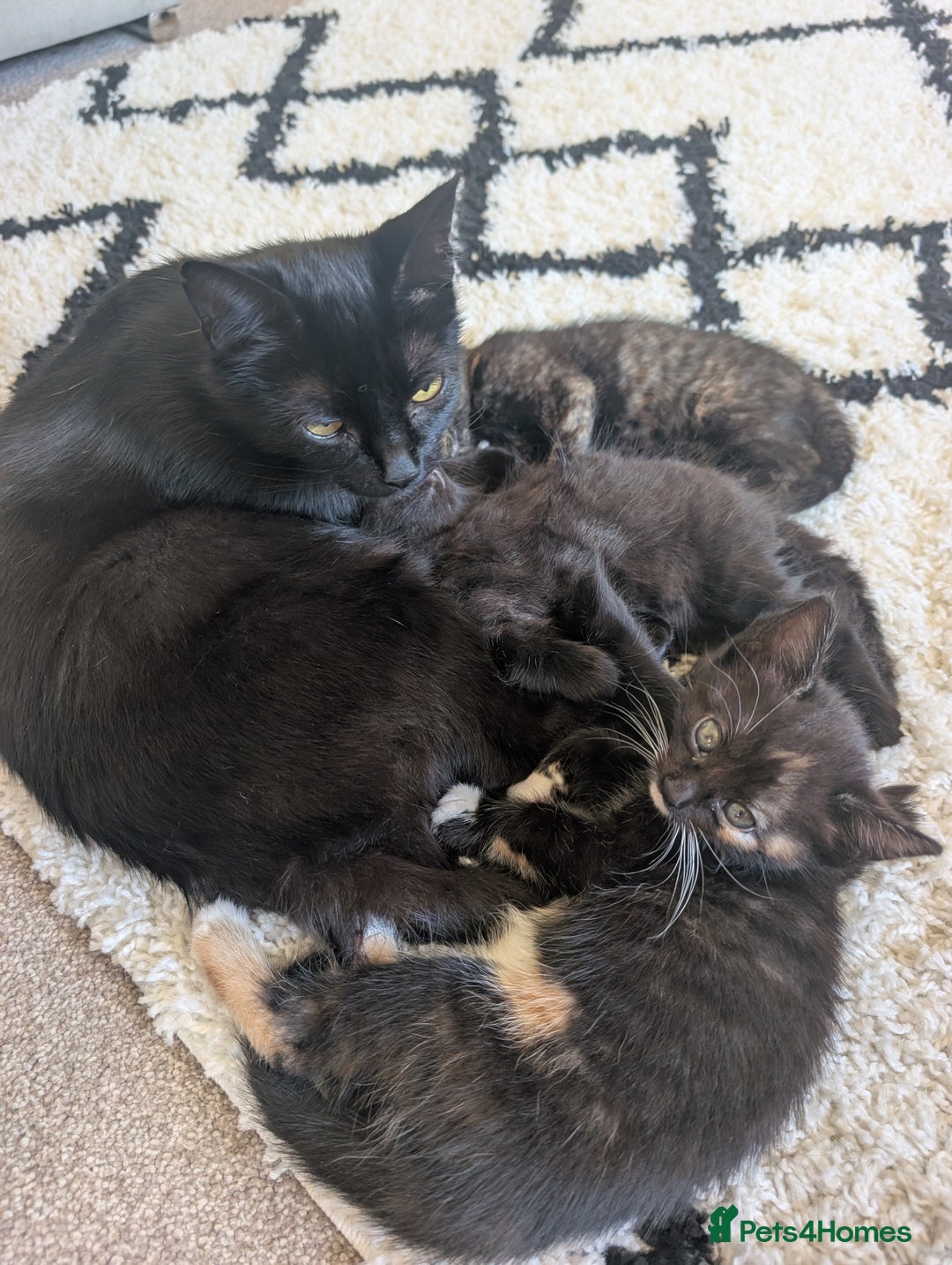 Mixed Breed cats for sale: Beautiful kittens - Image 4