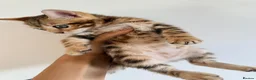 Bengal cats for sale: Beautiful bengal kitten  - Advert 7