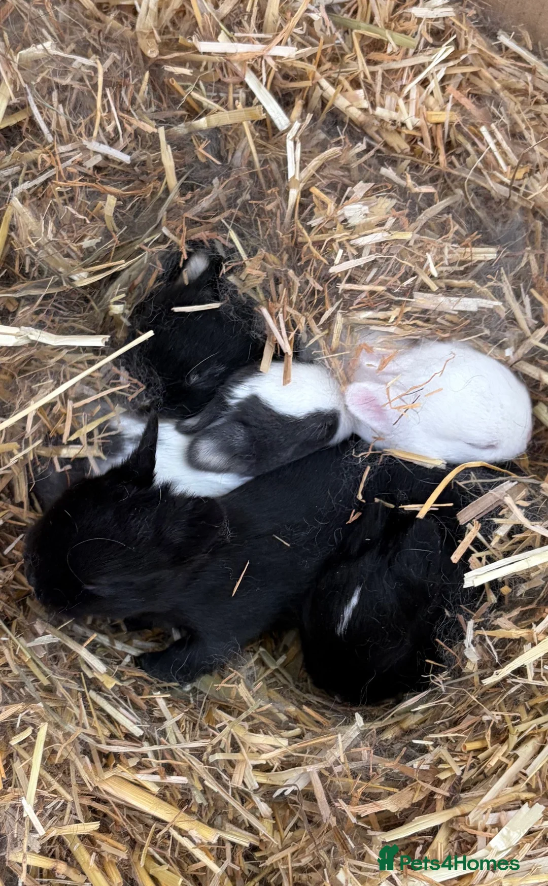 Netherland Dwarf rabbits for sale: Only 1 Left Netherland Dwarf Bunnies  - Advert 6
