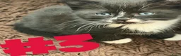 Mixed Breed cats for sale: 5 beautiful kittens for 5⭐️ homes  - Advert 4