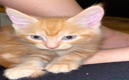 Maine Coon cats for sale: Maine Coon x Domestic Shorthair  - Image 22