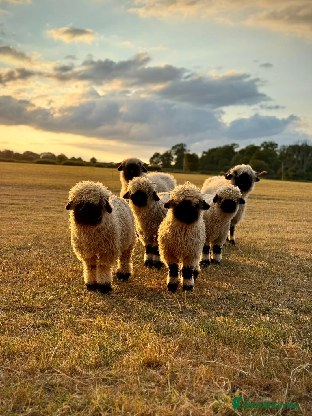 Sheep livestock for sale: Valais black nose  - Advert 1