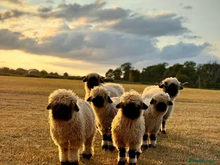 Sheep livestock Valais black nose - Advert 1