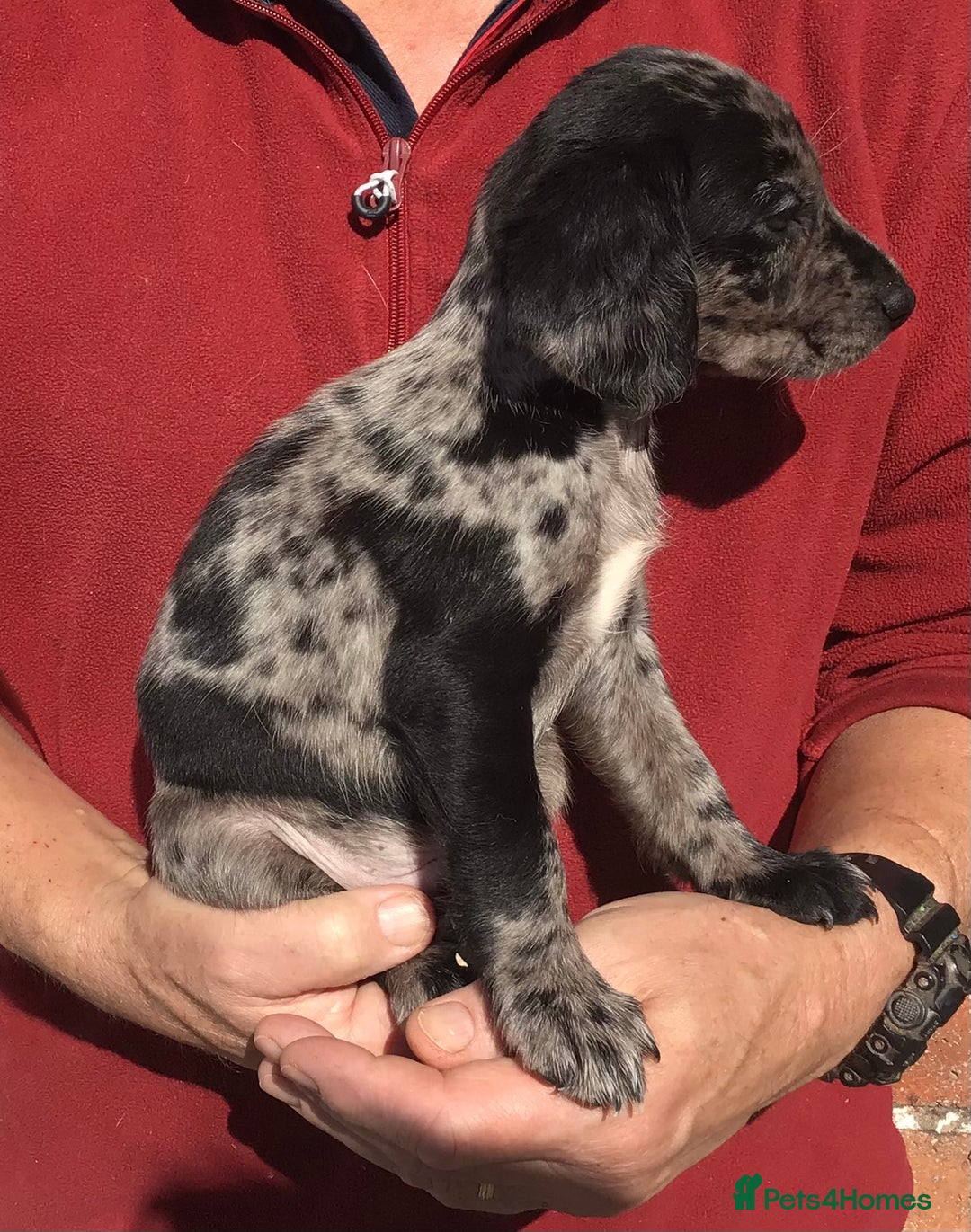 Cockerdor dogs for sale: AMAZING COCKERDOR/COCKADOR PUPPIES - Image 28