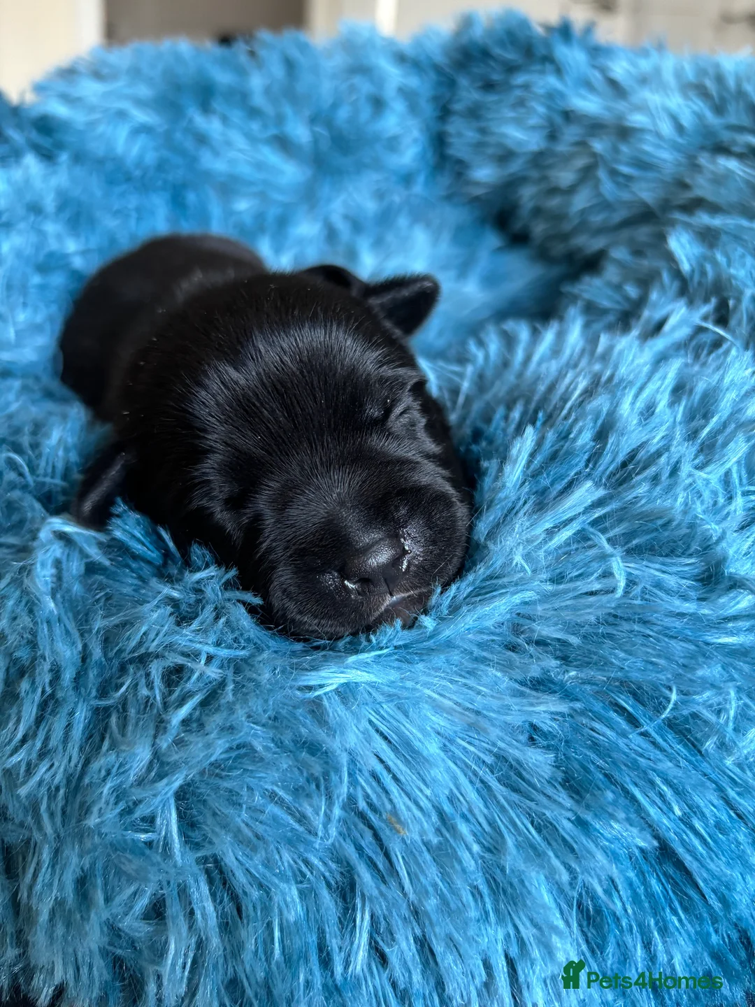 Staffordshire Bull Terrier dogs for sale: Champion blood lines🩸@BULLSCAFF - Advert 2