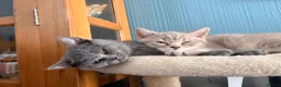 British Shorthair cats for sale: Gorgeous British Shorthair kittens ready to leave. - Advert 10