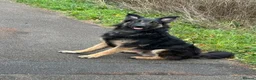 Mixed Breed dogs for sale: (Shadow)17 month German Shepard cross bordercollie - Advert 6