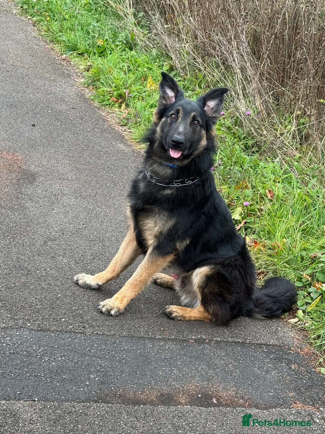 Mixed Breed dogs for sale: (Shadow)17 month German Shepard cross bordercollie - Advert 6