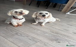 Maltese dogs for sale: Rehoming - Advert 1