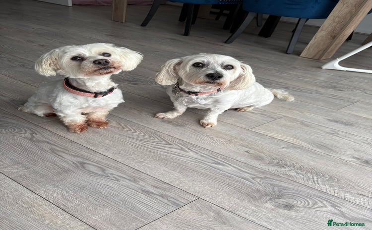 Maltese dogs for sale - Advert 1