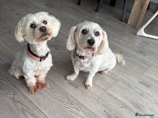 Maltese dogs - Advert 10