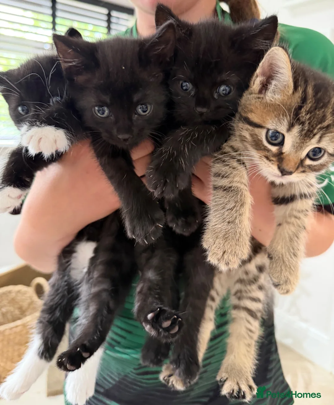 Domestic Shorthair cats for sale: Kittens for sale ❤️ in Grantham - Advert 2