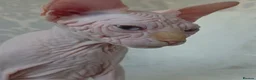 Sphynx cats for sale: 2 Stunning Sphynx Boys – Ready Now 💙 - Advert 8