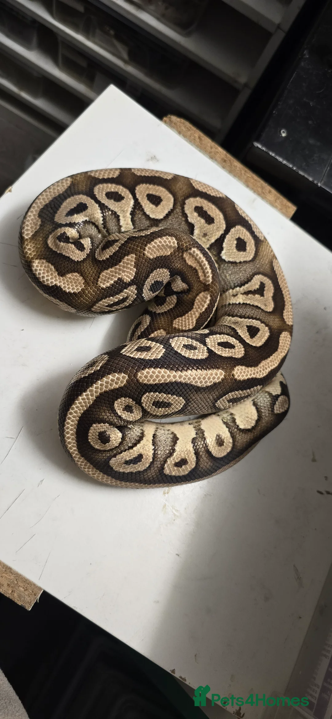 Python Snake reptiles for sale: Various Ball Pythons in Wellingborough - Advert 11