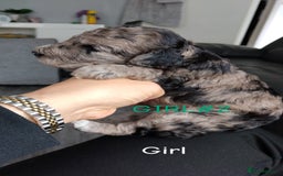 Poochon dogs for sale: Poochons💥 2 Beauties READY TO LEAVE NOW 💥  - Image 16