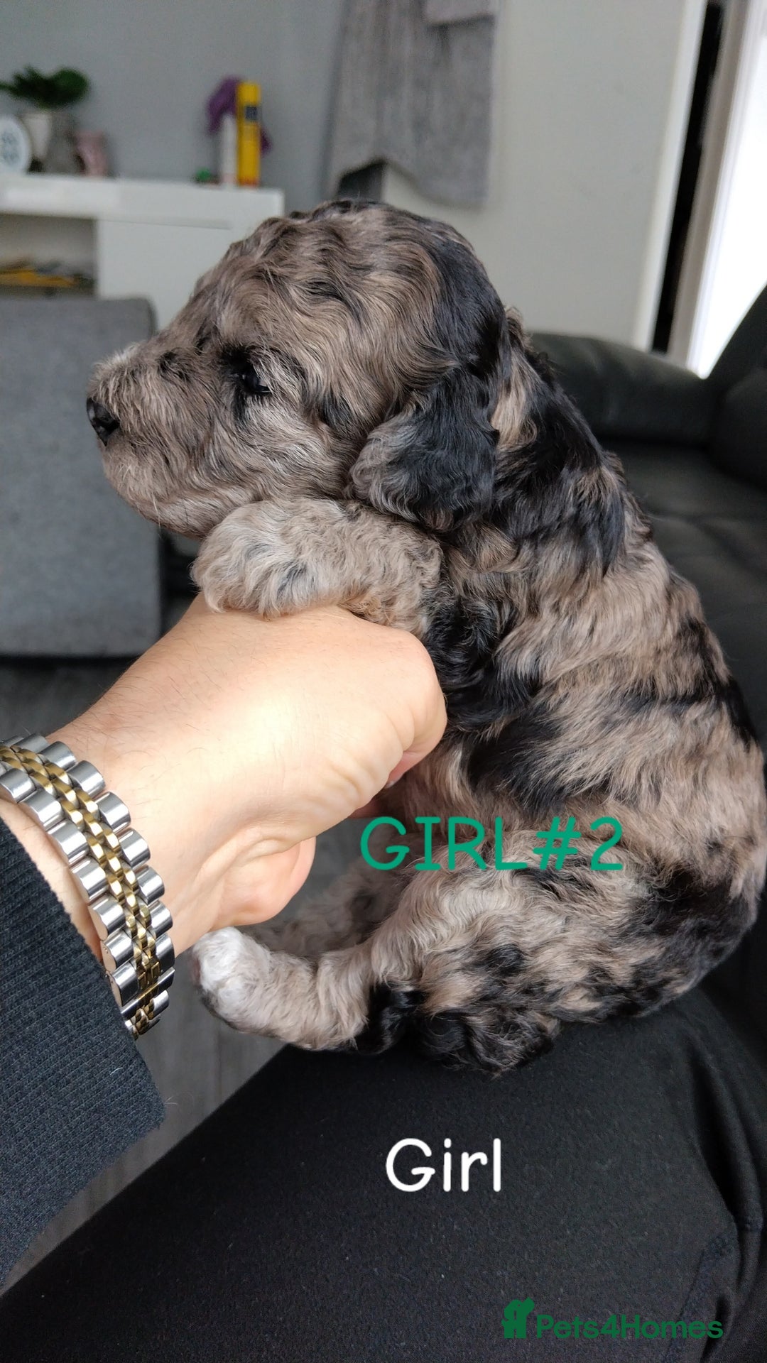 Poochon dogs for sale: Poochons💥 2 Beauties READY TO LEAVE NOW 💥  - Image 16