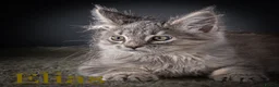 Maine Coon cats for sale: TICA-Registered Male Maine Coon Kittens - Advert 21