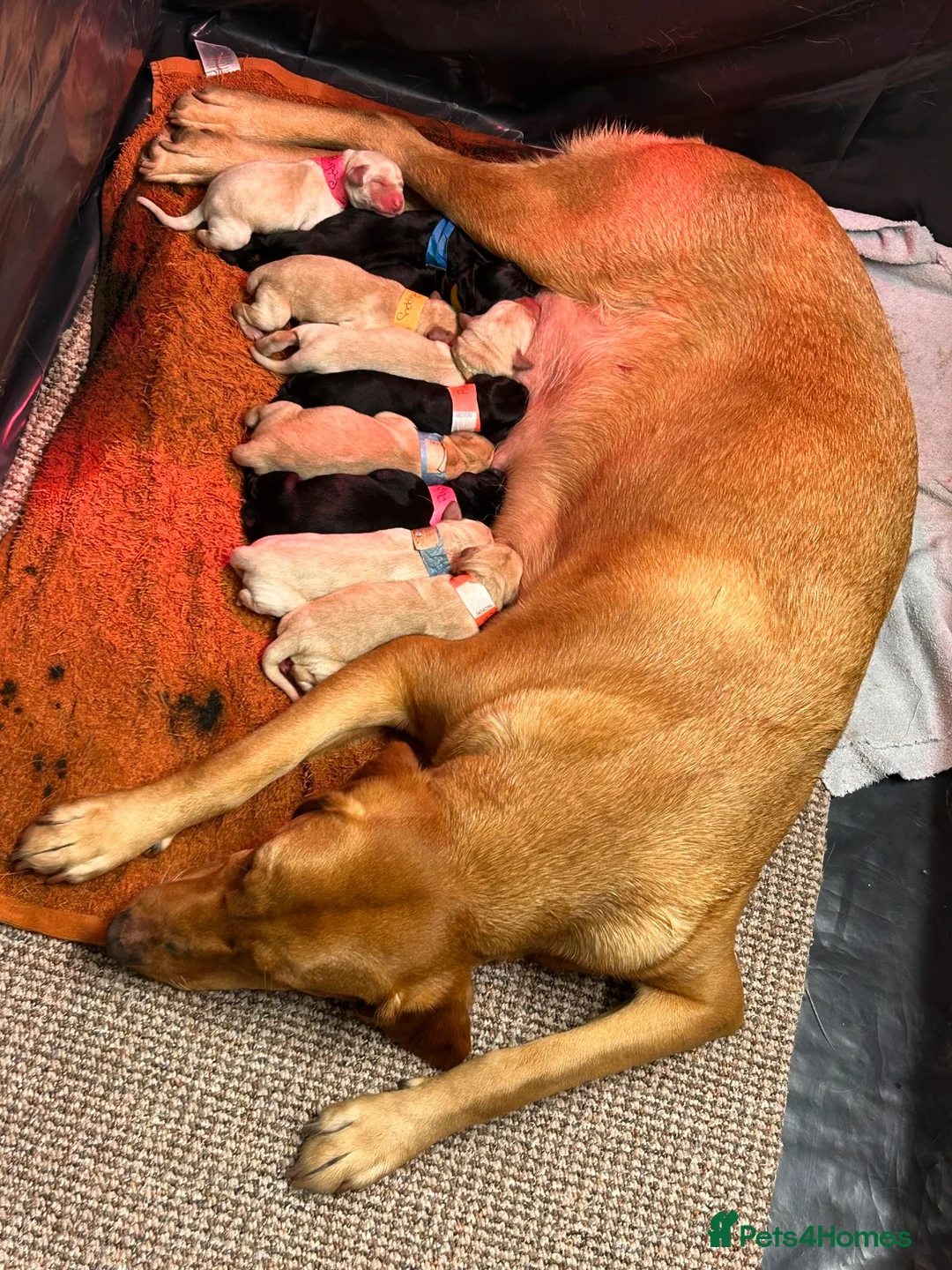 Labrador Retriever dogs for sale: Kennel Club (KC) Registered puppies 🐾🐾 in Llangefni - Advert 2