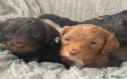 Cockapoo dogs for sale: Cockapoo Puppies - Image 10